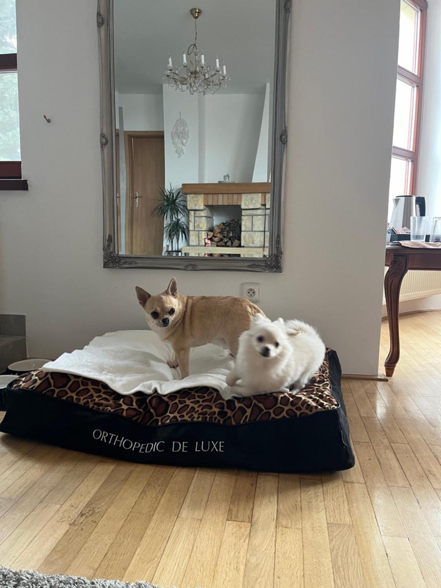Dogs Resort And Spa Horni Bezdekov Ngoại thất bức ảnh